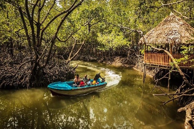 sailing-through-mangroves